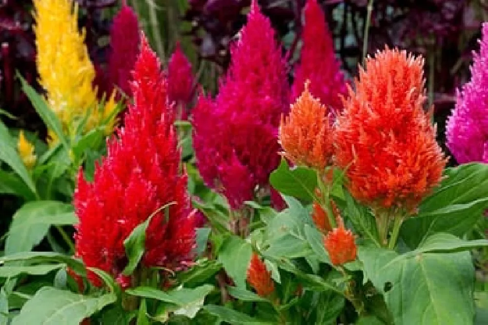 Multicolored Celosia