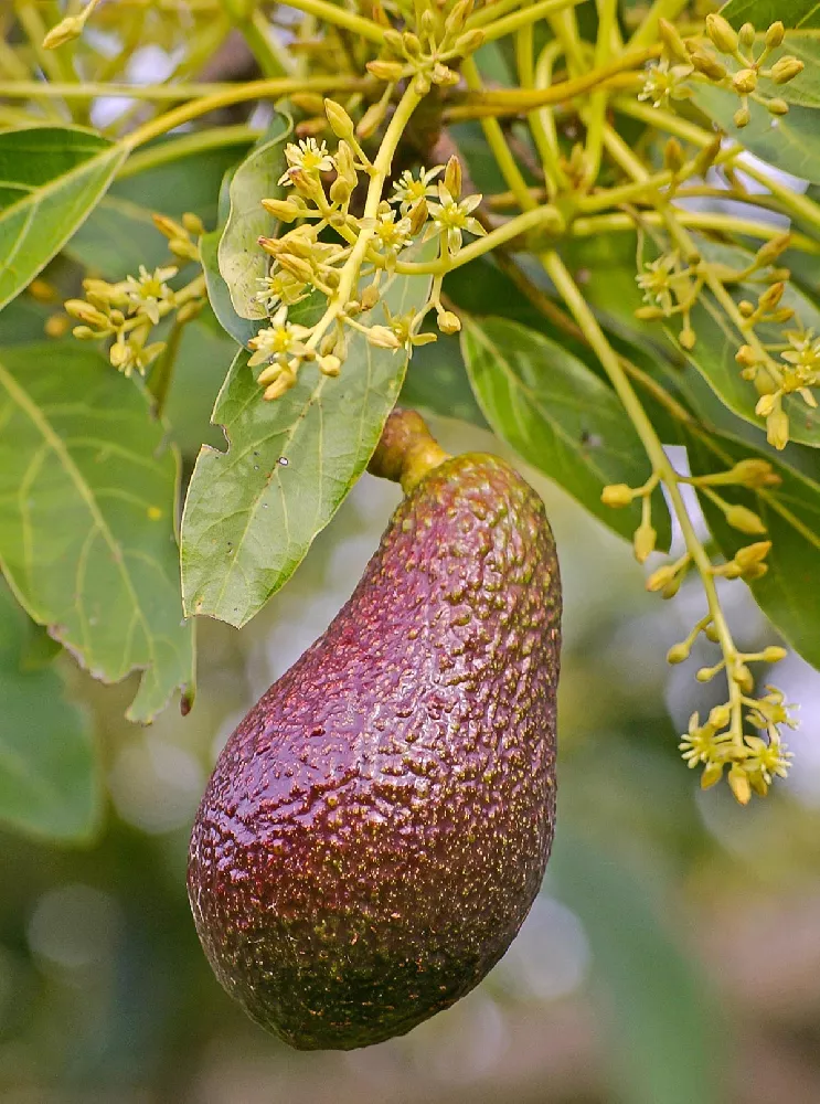 Cold Hardy Avocado close-up