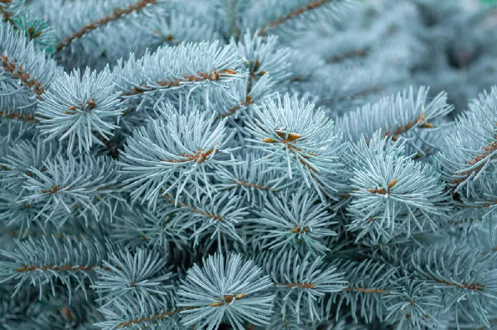 Fat Albert Colorado Blue Spruce