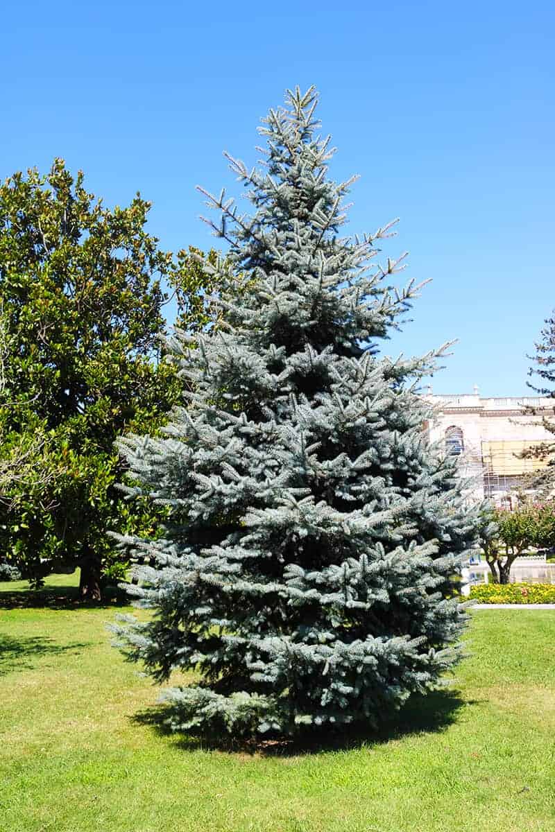 Colorado Spruce