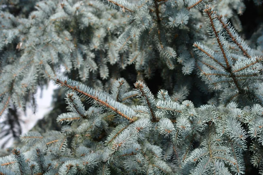 Colorado Blue Spruce Tree up close