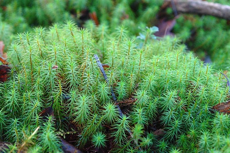 Common Haircap Moss