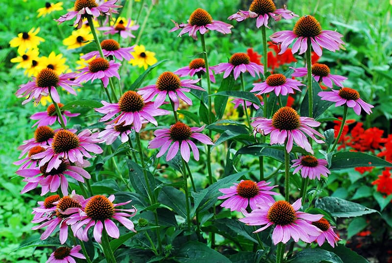 Coneflower