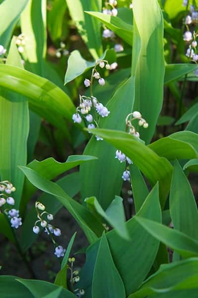 Convallaria majalis ‘Rosea’