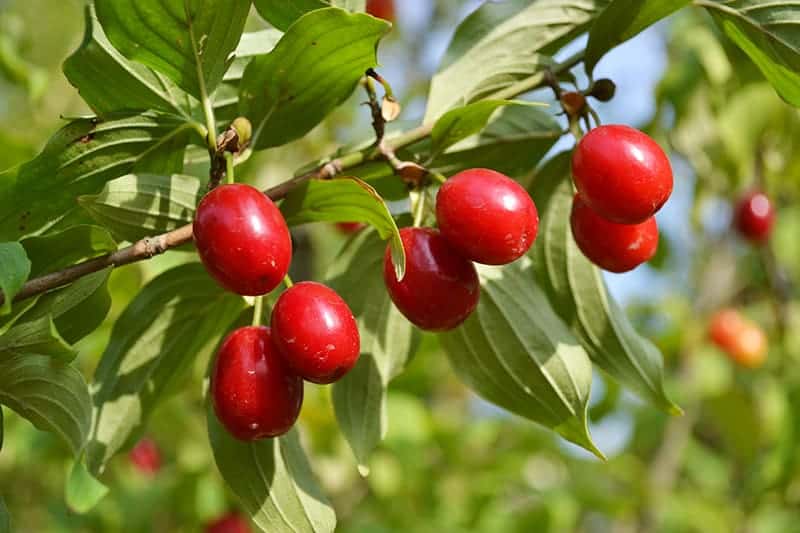 Cornelian Cherry Dogwood