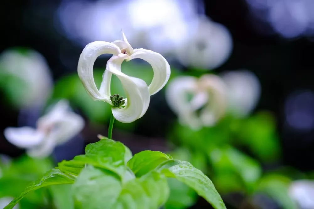 Mexican Flowering Dogwood Tree