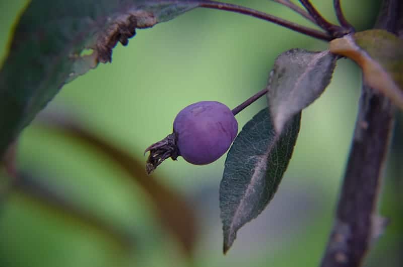 Crabapple Disease