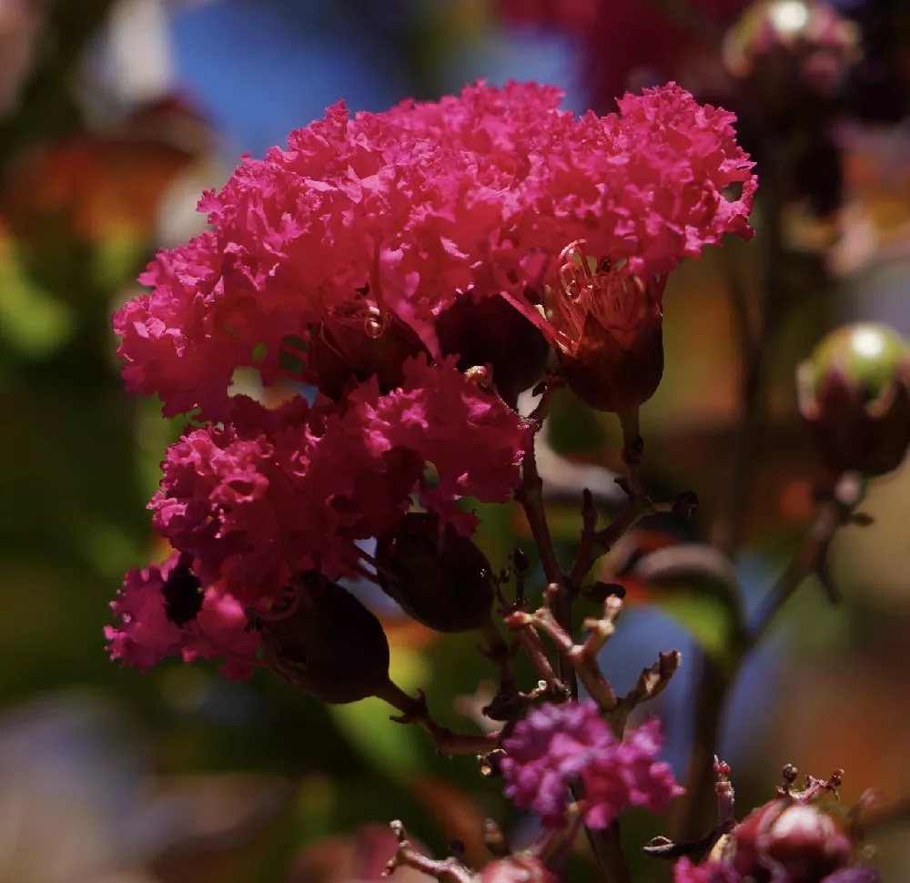 Dynamite Crape Myrtle 1