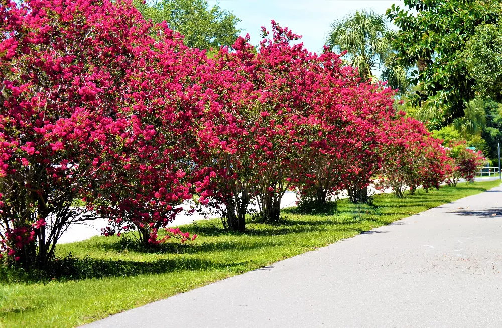 Crape Myrtle