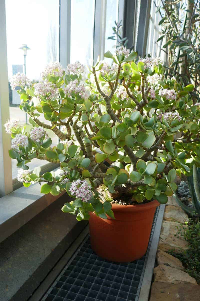 Crassula arborescens subsp. undulatifolia (Ripple Leaf Jade) 