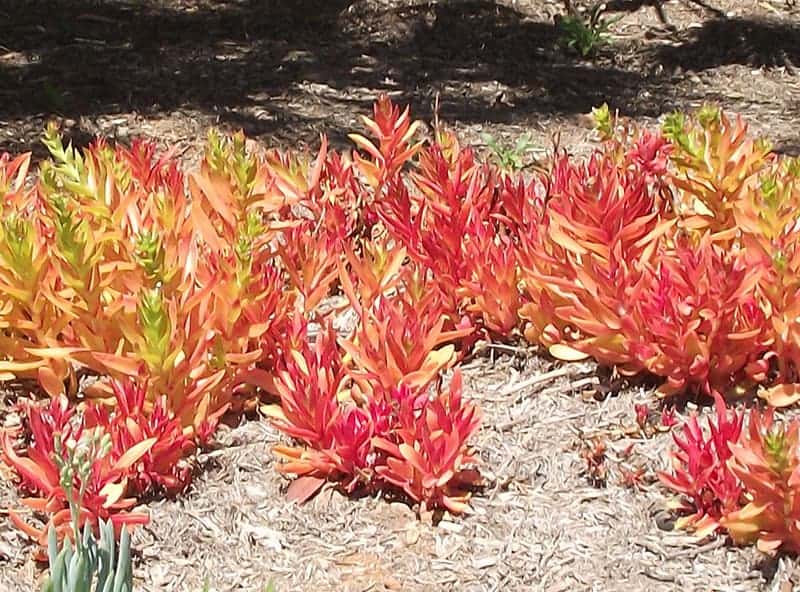 Crassula campfire