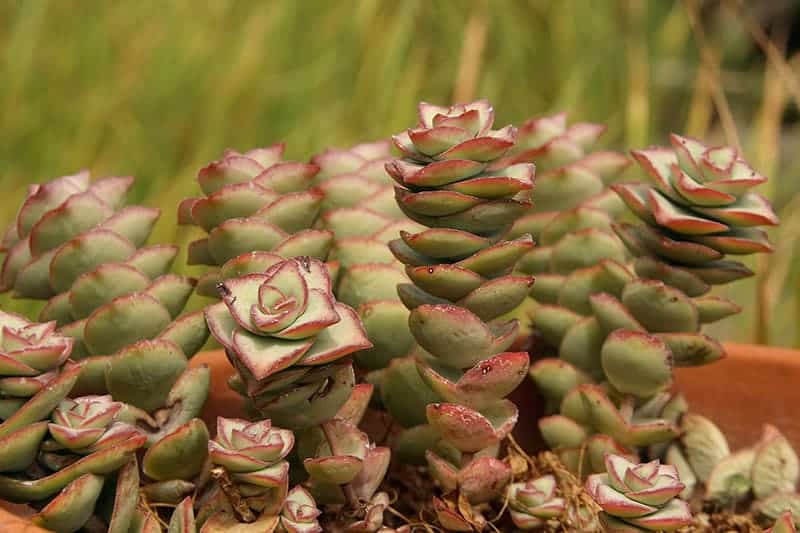 Crassula rupestris (Baby's Necklace)