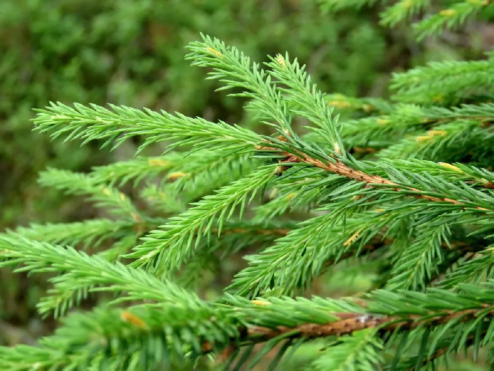 Cryptomeria Radicans 1