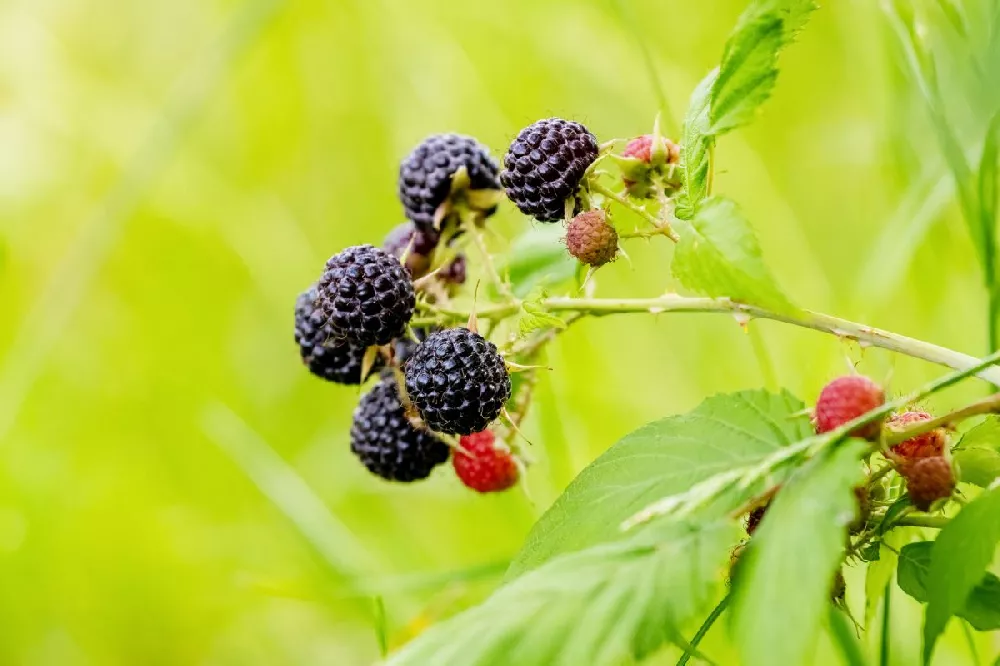 Cumberland Black Raspberry