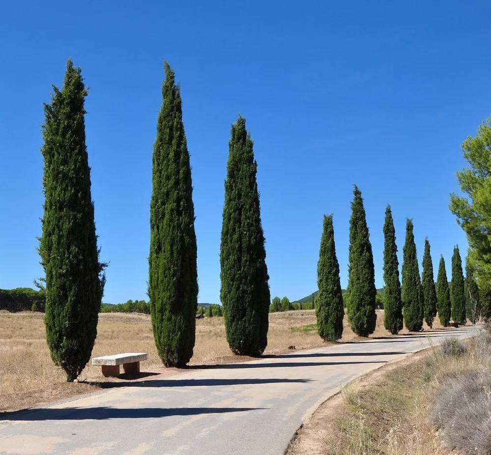    Cypress Trees