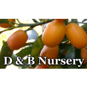 D_B Nursery