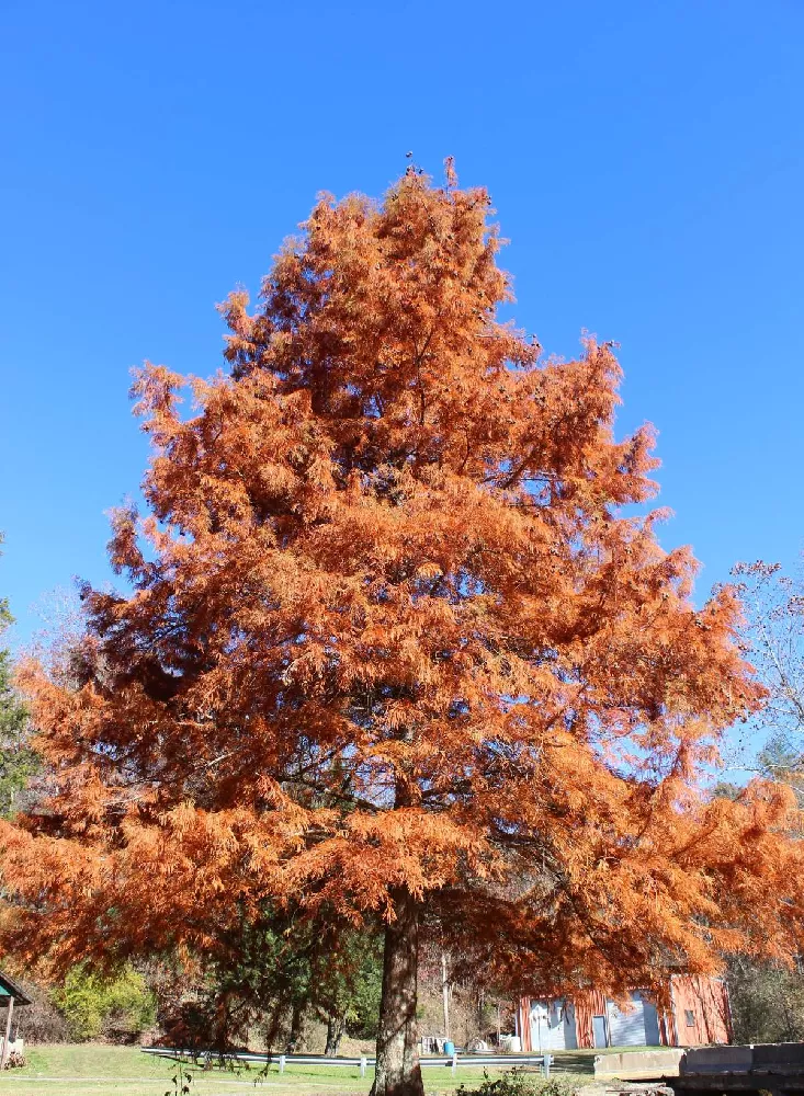 Dawn Redwood Tree