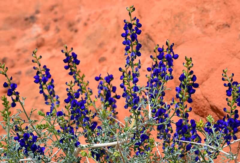 Desert Sage