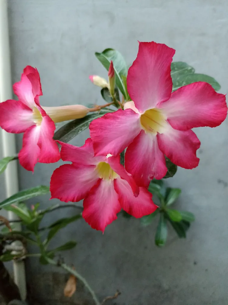 Desert Rose 'Adenium'