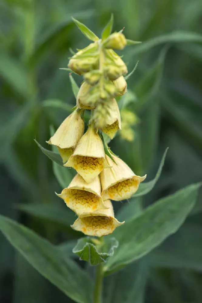 Yellow Foxglove Flowers