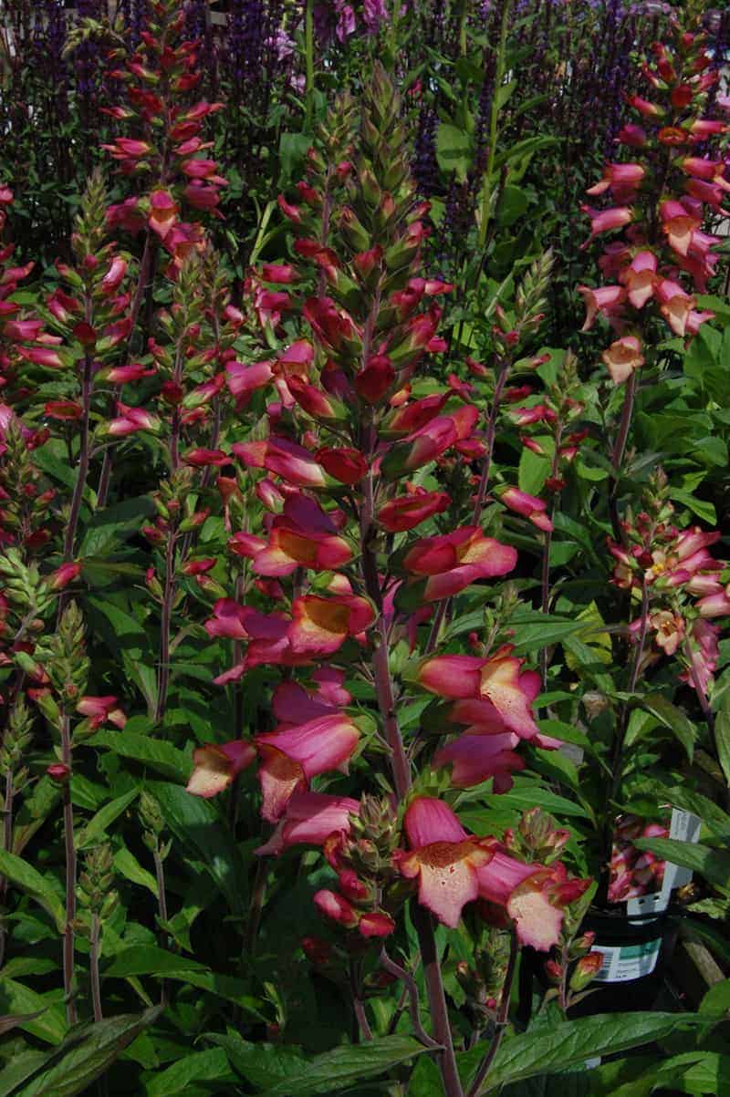 Digitalis 'Illumination Pink’