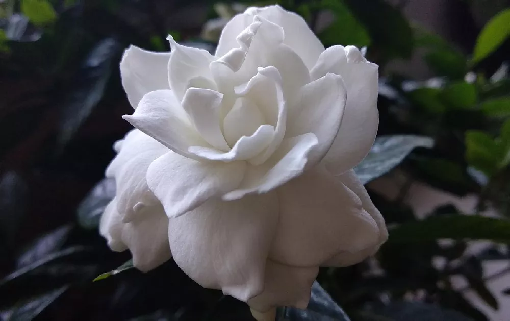 Double-Blooming-Gardenia 1