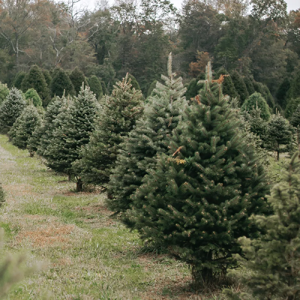     Douglas-Fir-Tree-2