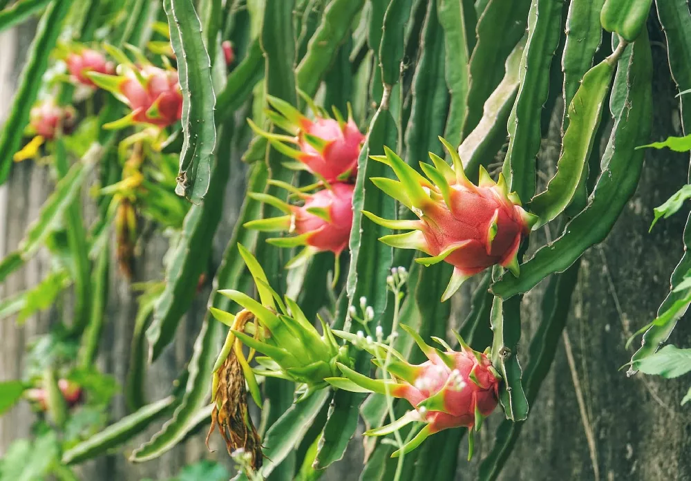     DragonFruitCactuses1