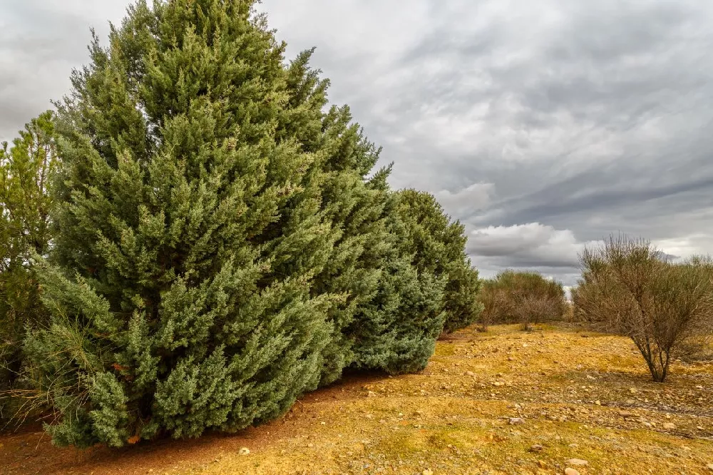 Drought Tolerant Evergreen