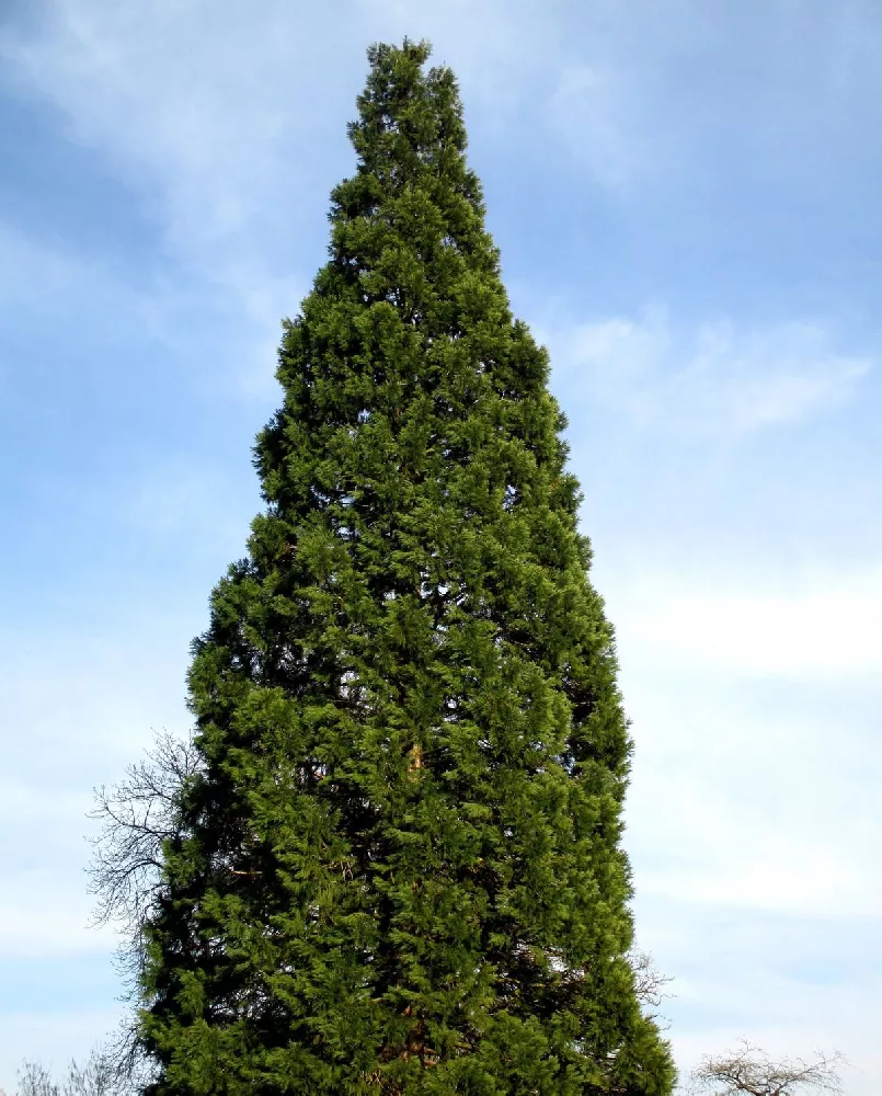 Drought Tolerant Evergreen