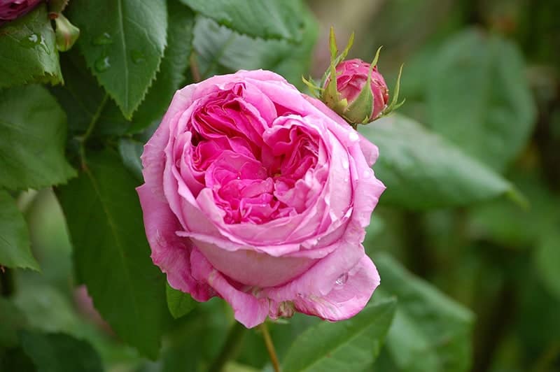 Rosa 'Duc de Cambridge'