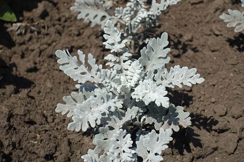 Dusty Miller in the garden