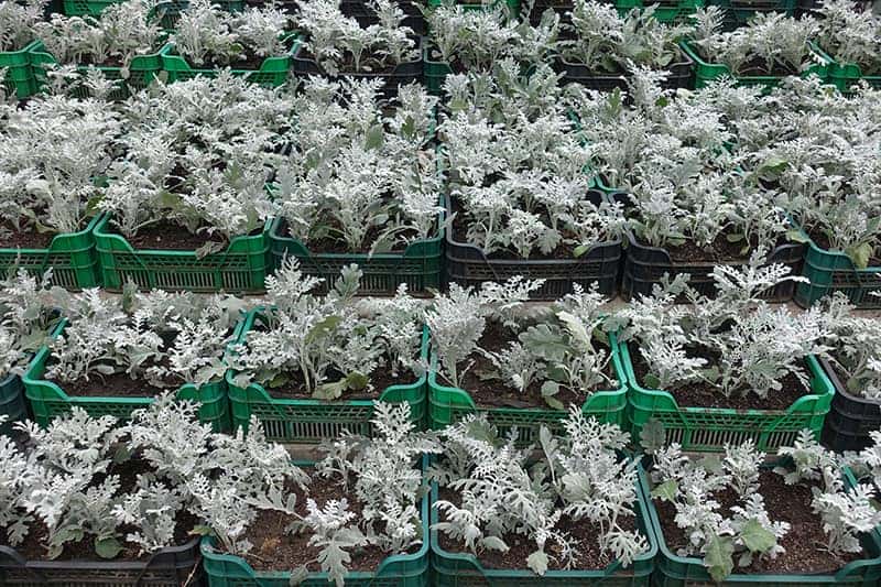 Dusty Miller varieties