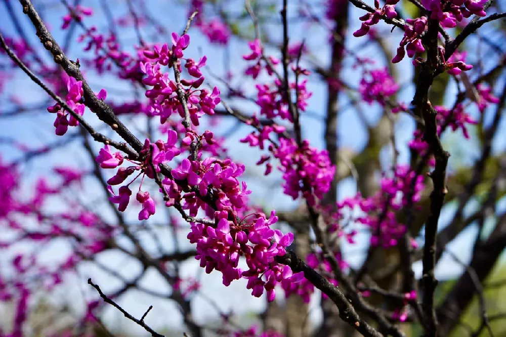 Eastern Red Bud flowers