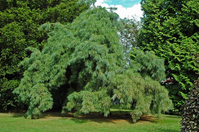 Eastern White Pine