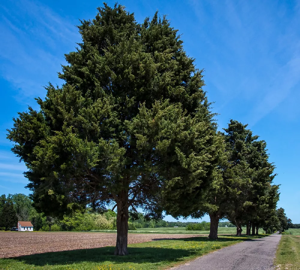 Eastern Red Cedar Trees