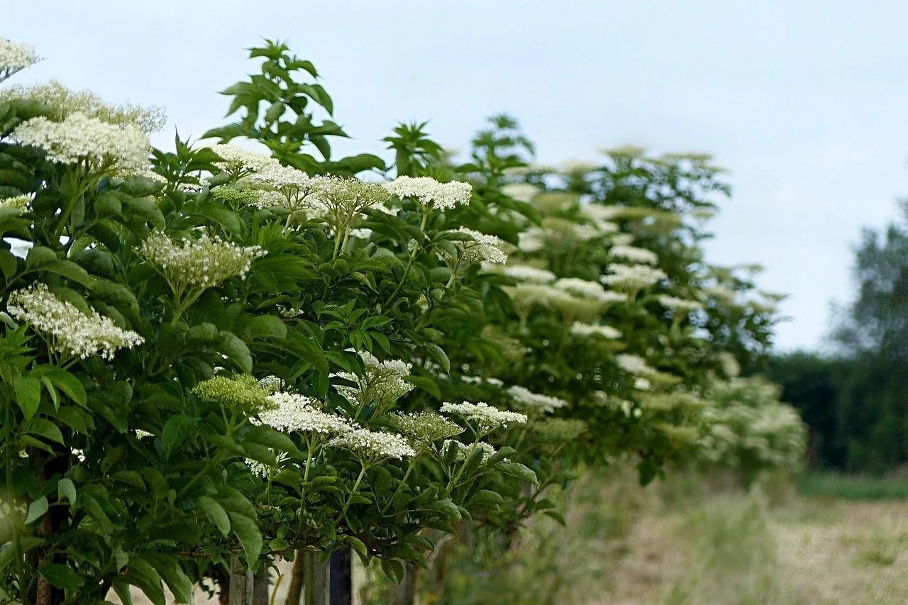 Types of Shrubs for Sale - Buying & Growing Guide