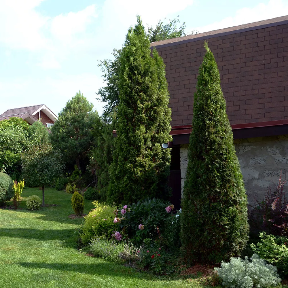 Emerald-Green-Arborvitae-2