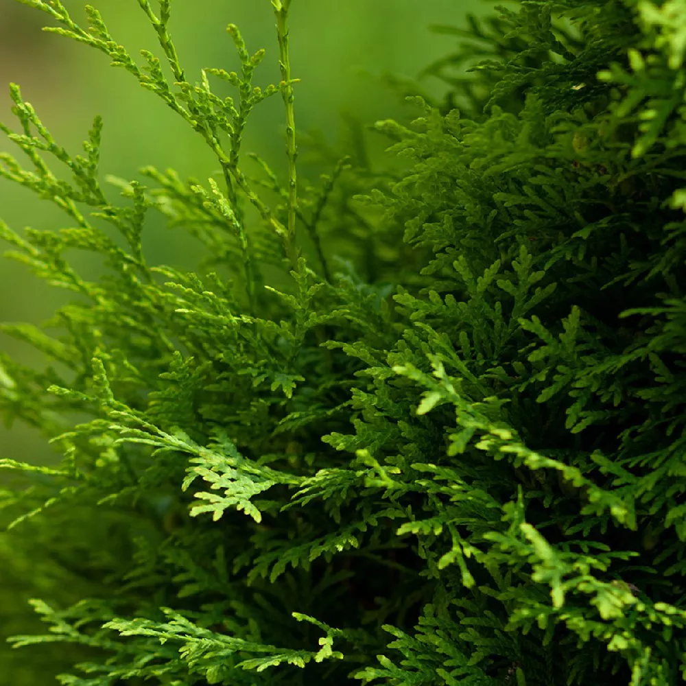    Emerald-Green-Arborvitae-3