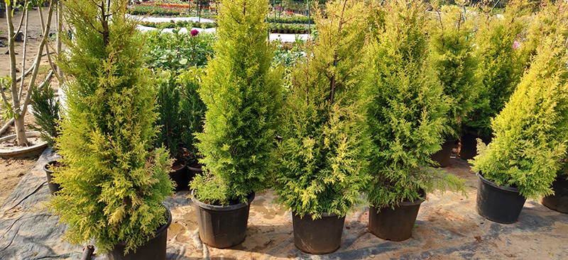 Emerald Green Arborvitae