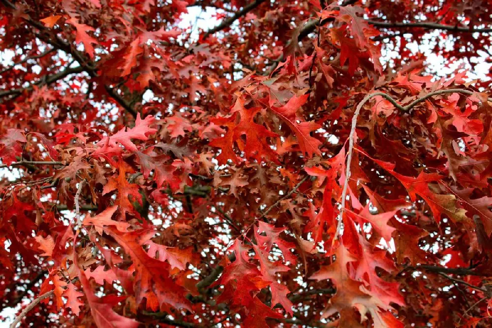 Southern Red Oak