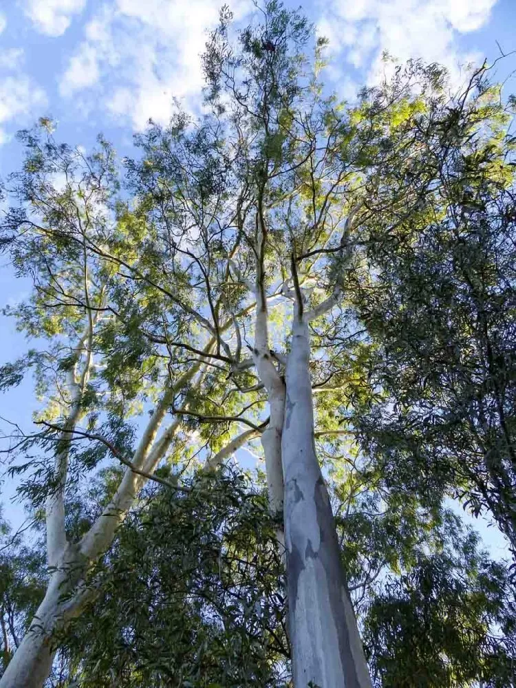 Eucalyptus Plant