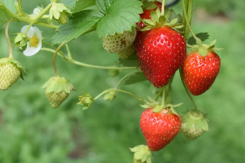 Everbearing Strawberry