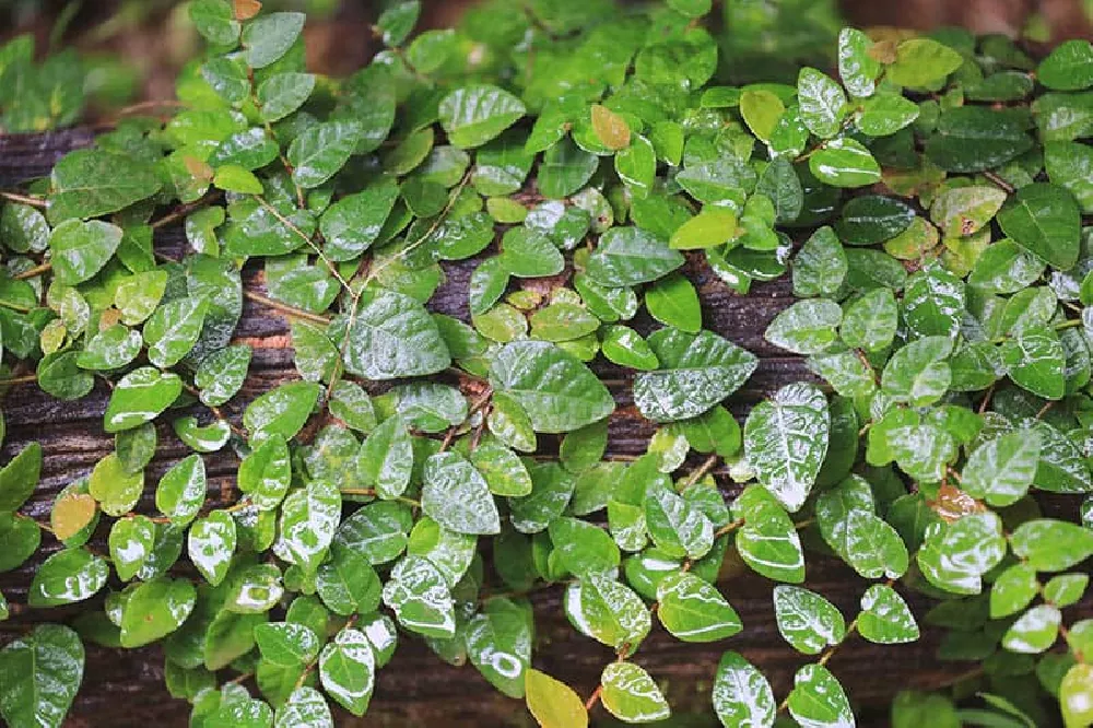 Watering Creeping Fig