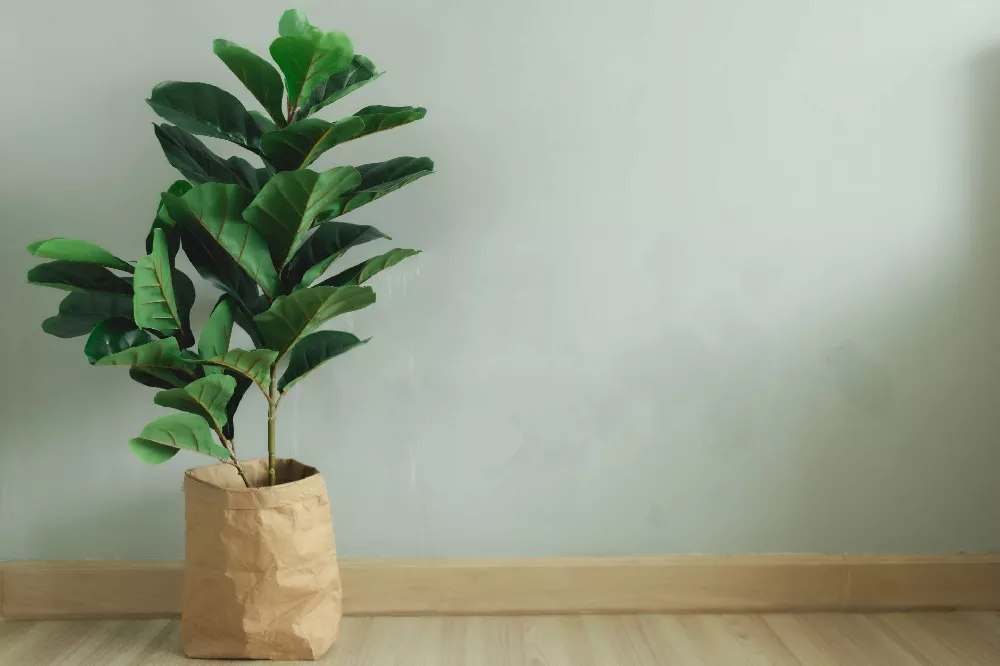 Fiddle-Leaf Fig