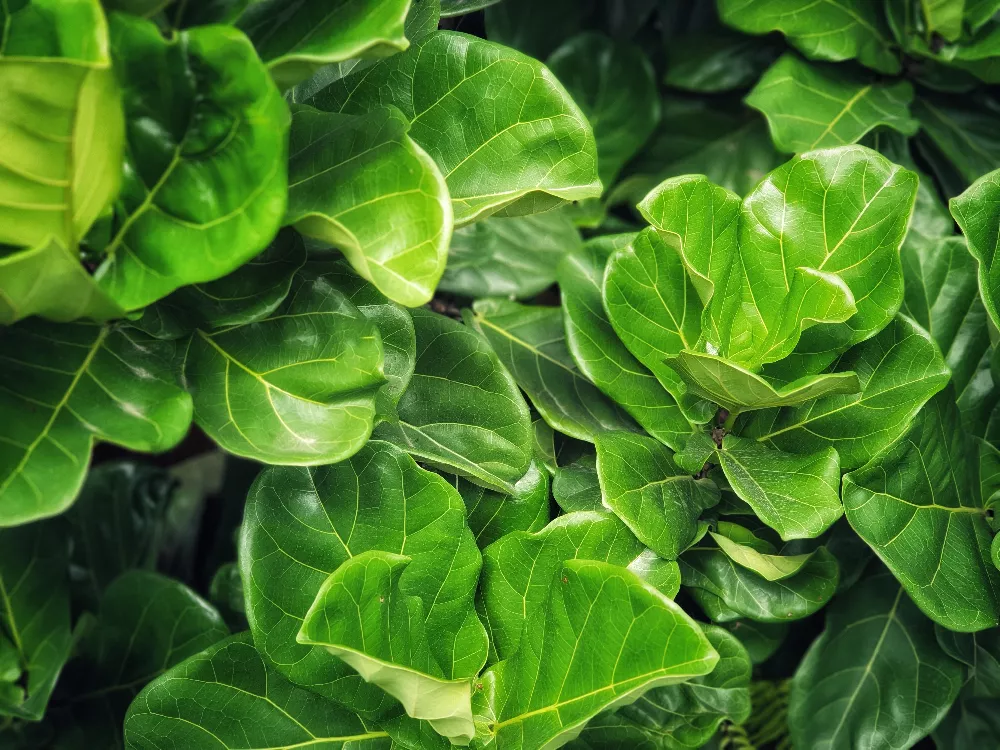 Fiddle-Leaf Fig