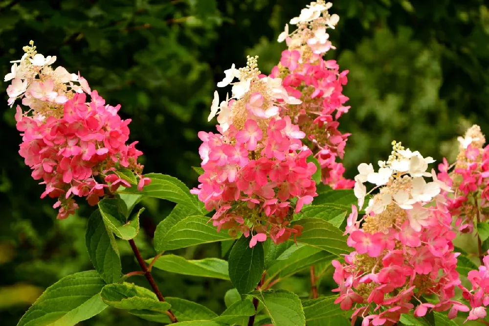 Fire Light® Hydrangea Tree 3