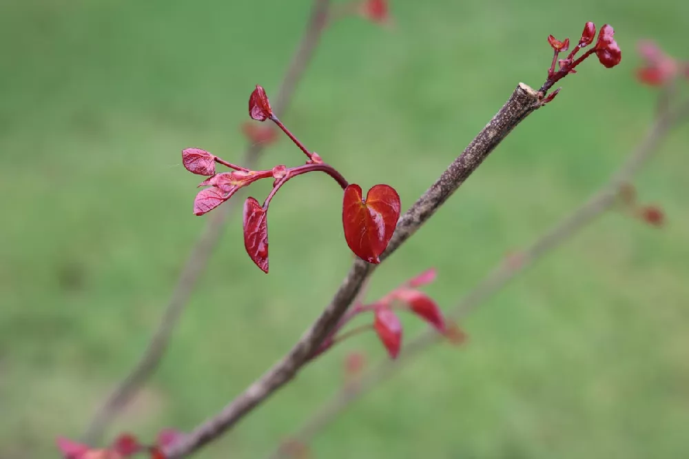 Flame Thrower Redbud Tree