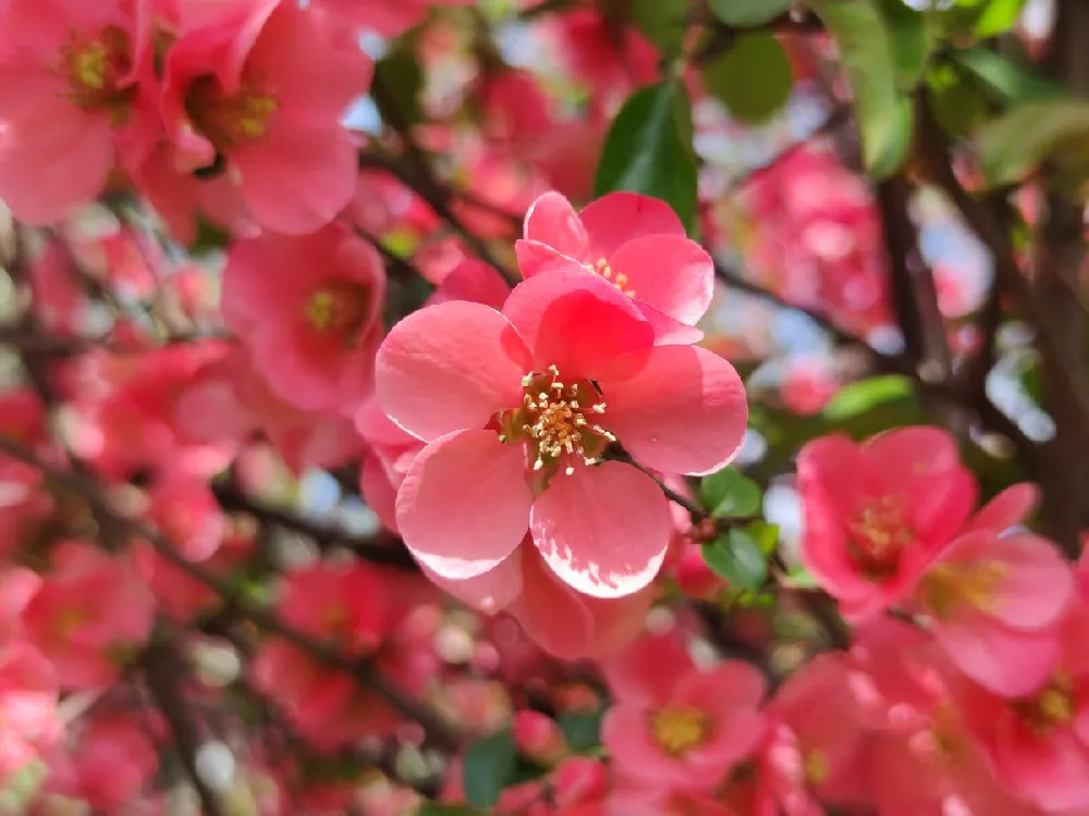 Flowering Quince