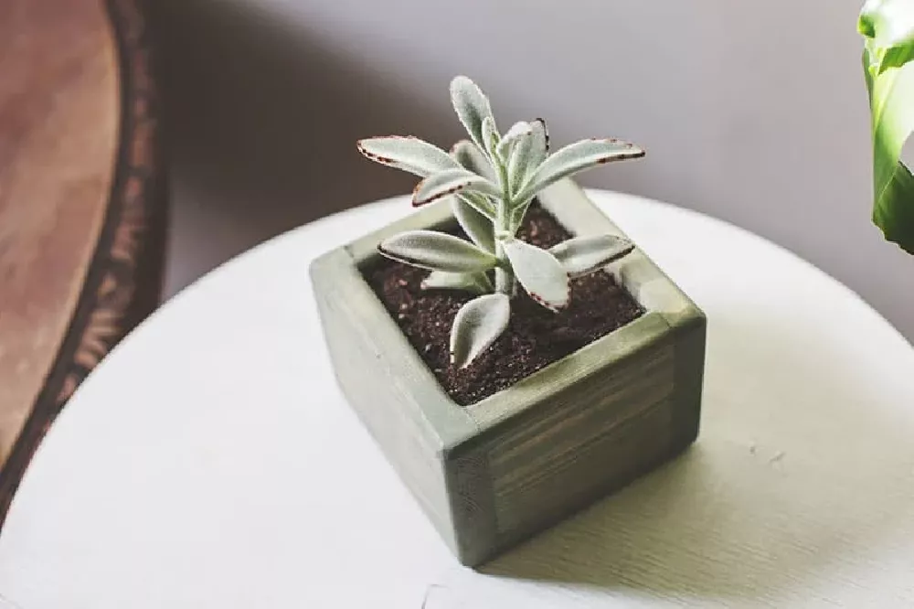 Panda Plant in pot